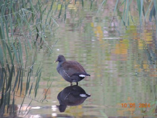 Duck in River Torrens